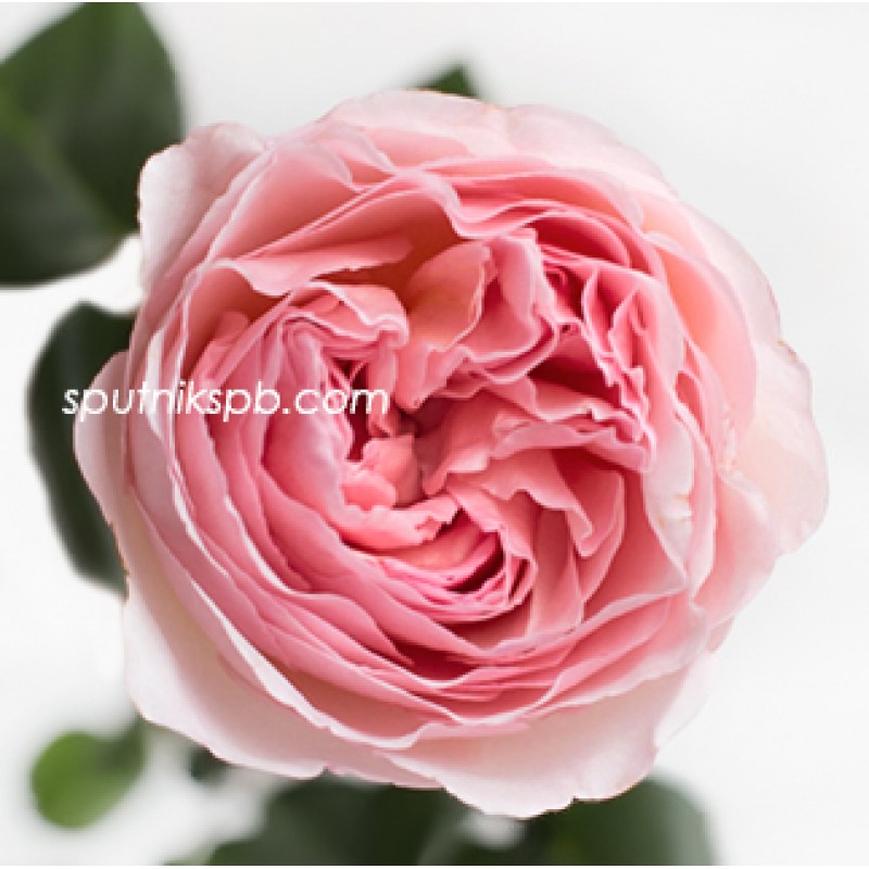Роза Принцесса Монако — фото и описание сорта с отзывами